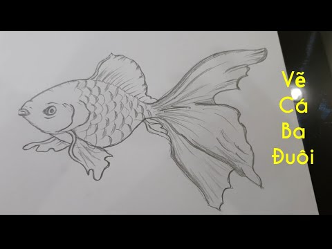 Cách Vẽ Cá Ba Đuôi Đơn Giản Bằng Bút Chì (How To Draw Beautiful Fish With  Pencil) I Kimchi Art&Draw - Youtube