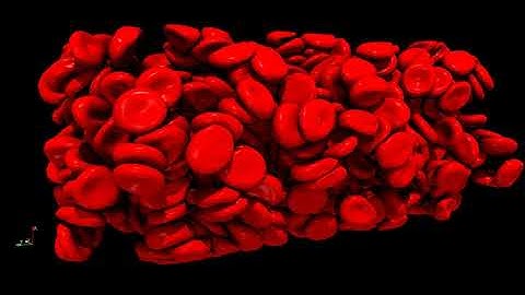 Red blood cells numerical simulation on GPU