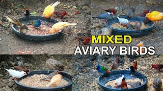 MIXED AVIARY BIRDS - STRAWBERRY FINCH, ZEBRA FINCH, PARROTFINCH, JAVA SPARROW, CANARY, AND MORE by Red Panda 1,528 views 4 months ago 13 minutes, 36 seconds