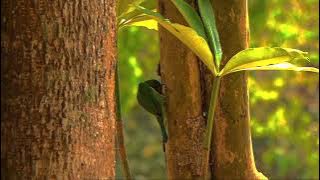 18007967-sd_640_360_30fps.mp4