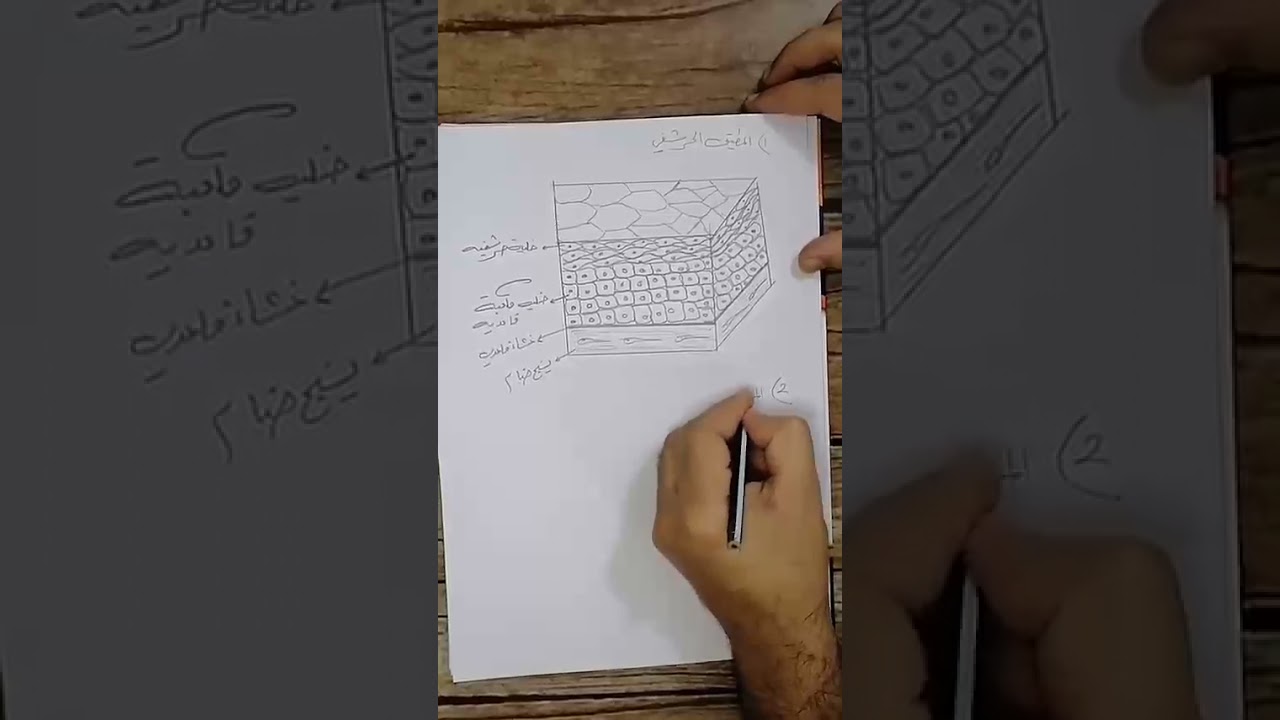 طريقة رسم النسيج الطلائي المطبق المكعب للسادس الأحيائي الأستاذ اسعد الأسدي