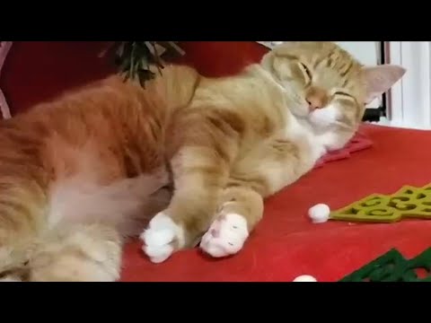 cats-kittens-christmas-#catskittens-13
