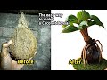 The easy way to make a coconut bonsaibonsai kelapa