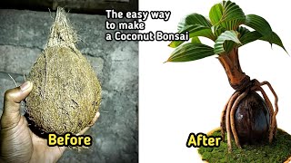 THE EASY WAY TO MAKE A COCONUT BONSAI.BONSAI KELAPA