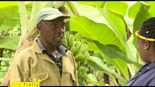 Growing Bananas as an agribusiness venture  Part 1