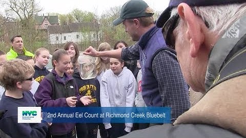 Green Infrastructure Grants, Bioswales and Eel Count