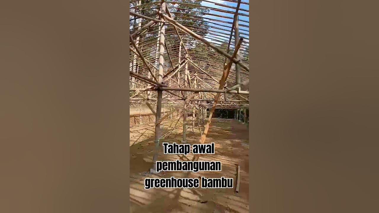 Pembangunan greenhouse bambu #carapasangplastikuv#plastikuv#greenhousebambu #diy #shortvideos