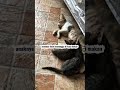 “Mama Eks sam kasihan sama si anabu ketiduran menunggu waktu makan