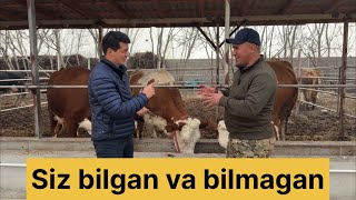 Chorvada daromad olish uchun nima qilish kerak ?