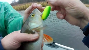 хороший окунёк!!!