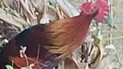 Gà tơ mã đỏ rất sung, qaib liab  zoo nkauj kawg nawb