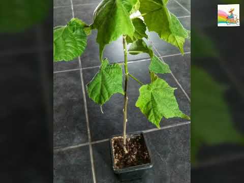 Video: Lyse Blomster I Abutilon