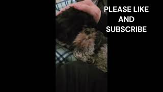 Shih Tzu enjoying a massage by DOGS BEING DOGS 72 views 1 month ago 1 minute, 41 seconds