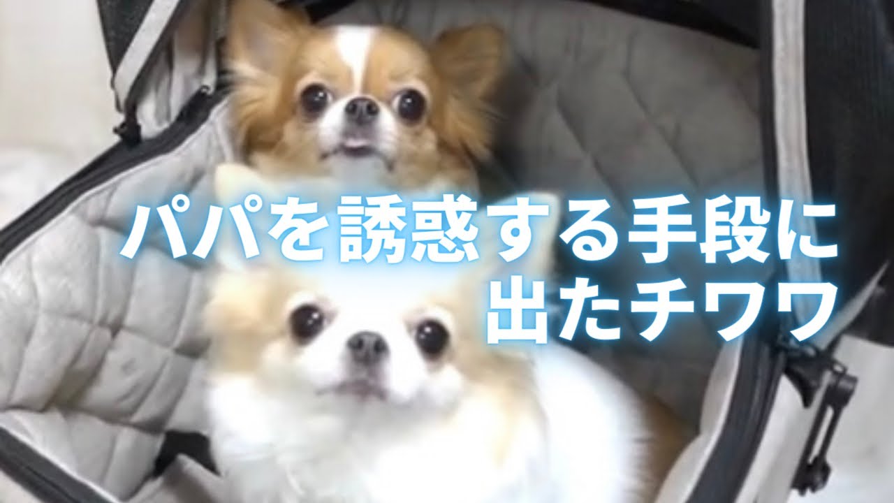 新車購入！AIRBUGGY Fitt wiz を買わせたチワワが優秀だった