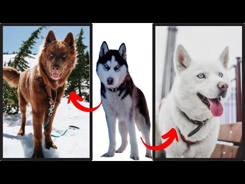 Vídeo: Melhores razões para obter um Husky Siberiano