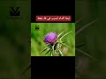 نبتة الداد الخطيرة تتسبب في فاجعة بمدينة تازة نبتة الداد الخطيرة تتسبب في فاجعة بمدينة تازة