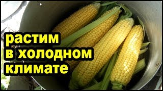Как вырастить много кукурузы в холодном климате