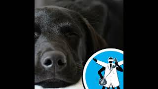 Do dogs dream?