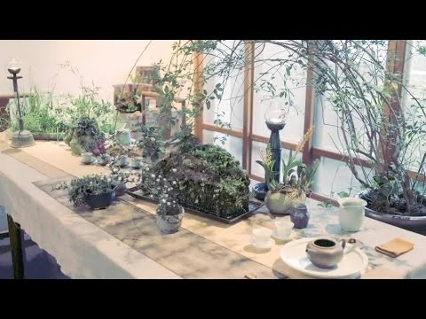 teatv 台湾茶家解致璋:只有心无杂念的人,才能看见这些细微的变化 | 一条视频