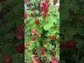 Red Crimson Clover plant grown Baker Creek seeds, Italian Clover, beautiful, Trifolium incarnatum