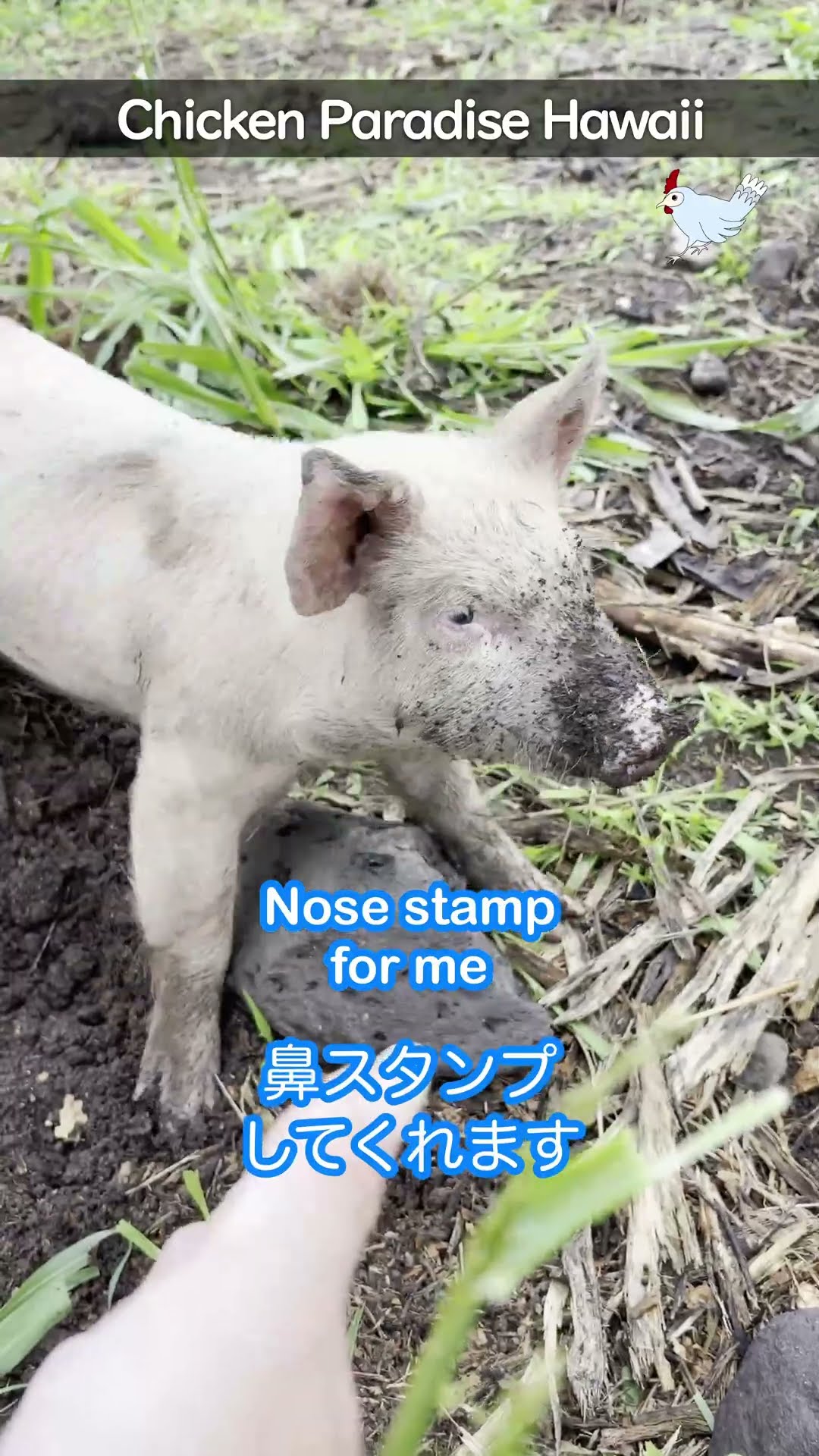 Soft piglet noses