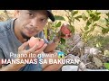 PAANO mag  MARCOTTE ng MANSANAS at PAANO mag patubo ng buto ng APPLE 🍏+TUTORIAL TIPS BY GHA AGRI TV.