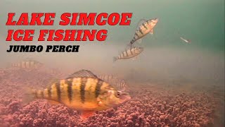 LAKE SIMCOE ICE 🧊 FISHING FOR JUMBO PERCH - UNDERWATER CAMERA ACTION