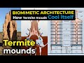 How Termite mounds Cool Itself | Biomemetic architecture: Zimbabwe Eastgate center