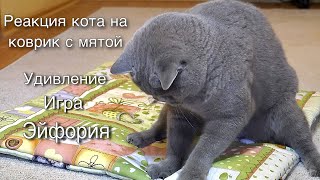 Реакция кота на коврик с мятой / British cat got high