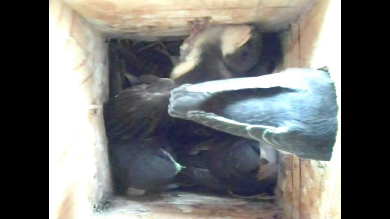 18 day old Tree Swallow nestlings flap in the box the day before they