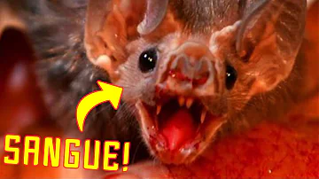 Dove si trovano i pipistrelli vampiri?