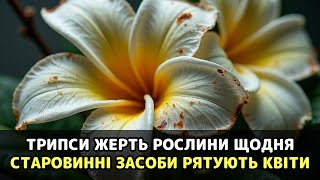 картинка: Трипси нищать ваші улюблені квіти прямо вдома: старовинні народні засоби врятують рослини назавжди