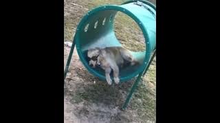Best Funny Animal Videos 2022 😺 - 😺 102 That Will Make You Smile  713478