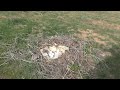 Жилое гнездо курганника на обочине трассы Улан-Хееч-Утта, Калмыкия