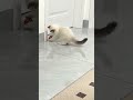 #catpersonality #lazycat #activecat #chat #joueur #dormeur #katze #spieler #schläfer #gatto #pigro
