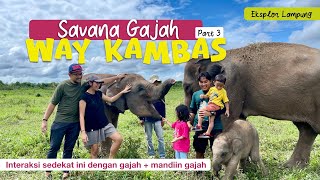 Download Lagu Serunya mandiin gajah dan main di savana gajah Way Kambas bersama bayi gajah 3 bulan! MP3