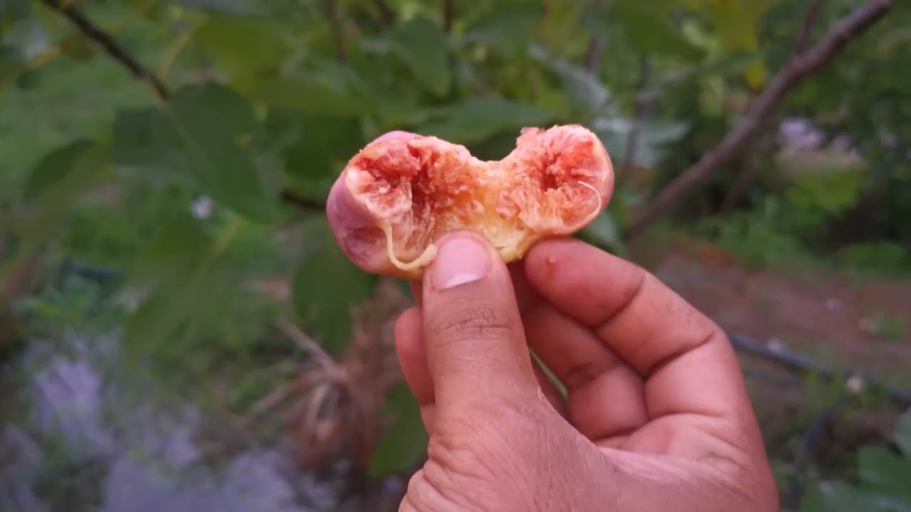 التين السلطاني