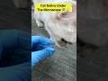 Surprising view cat saliva under the microscope 😱🔬 #shorts #shockingfacts #microscope #science #fun