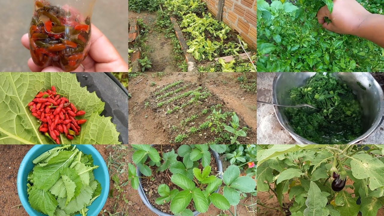 Colheita de mostarda e pimenta malagueta na horta em no quintal 