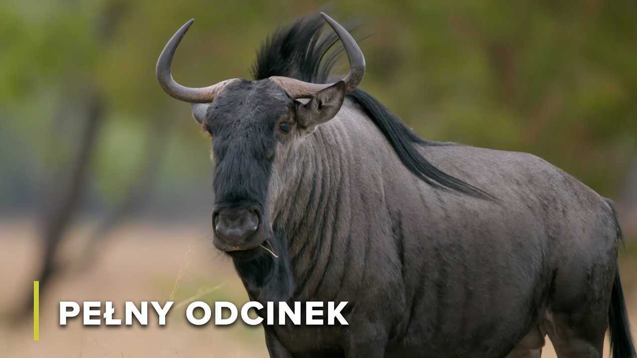 Równiny Liuwa: gdy przychodzą deszcze, życie odradza się w Afryce | Opowieści Z Zambii 103