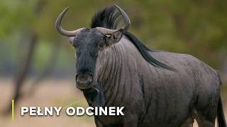 Równiny Liuwa Gdy Przychodzą Deszcze, Życie Odradza Się W Afryce Opowieści Z Zambii 103