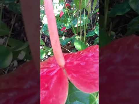 Video: Sobne Rastline Z Rdečimi Cvetovi (60 Fotografij): Sobne Rože Z Rdečimi In Belimi Cvetovi, Anthurium In Zvončki, Kala In Geranija