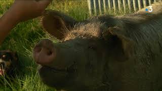 Mon Improbable Compagnon Chonchon, La Truie