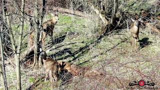 Drone Finds Deer Hiding In Thick Brush