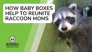 How Skedaddle Reunites Mother Raccoons with their Babies