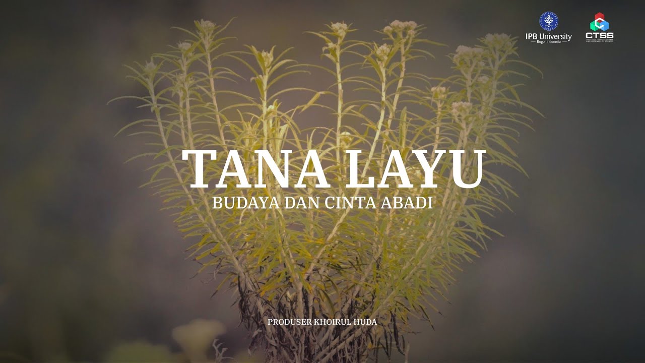 Tana Layu