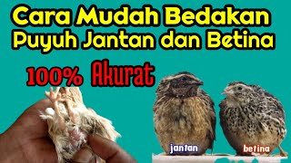 Cara Membedakan Burung Puyuh Jantan dan Betina