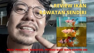 CARA MEMILIH IKAN CUPANG BAHAN KOI DAN MARBLE UNTUK KONTES SNI