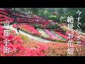 まるで不思議の国のアリスの世界 鮮やかな赤が彩る 秘密の花園~初夏の京都 花巡り|藤|山吹|霧島ツツジ|里桜|シャクナゲ|