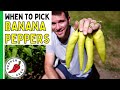 When to pick banana peppers its sooner than you think  pepper geek